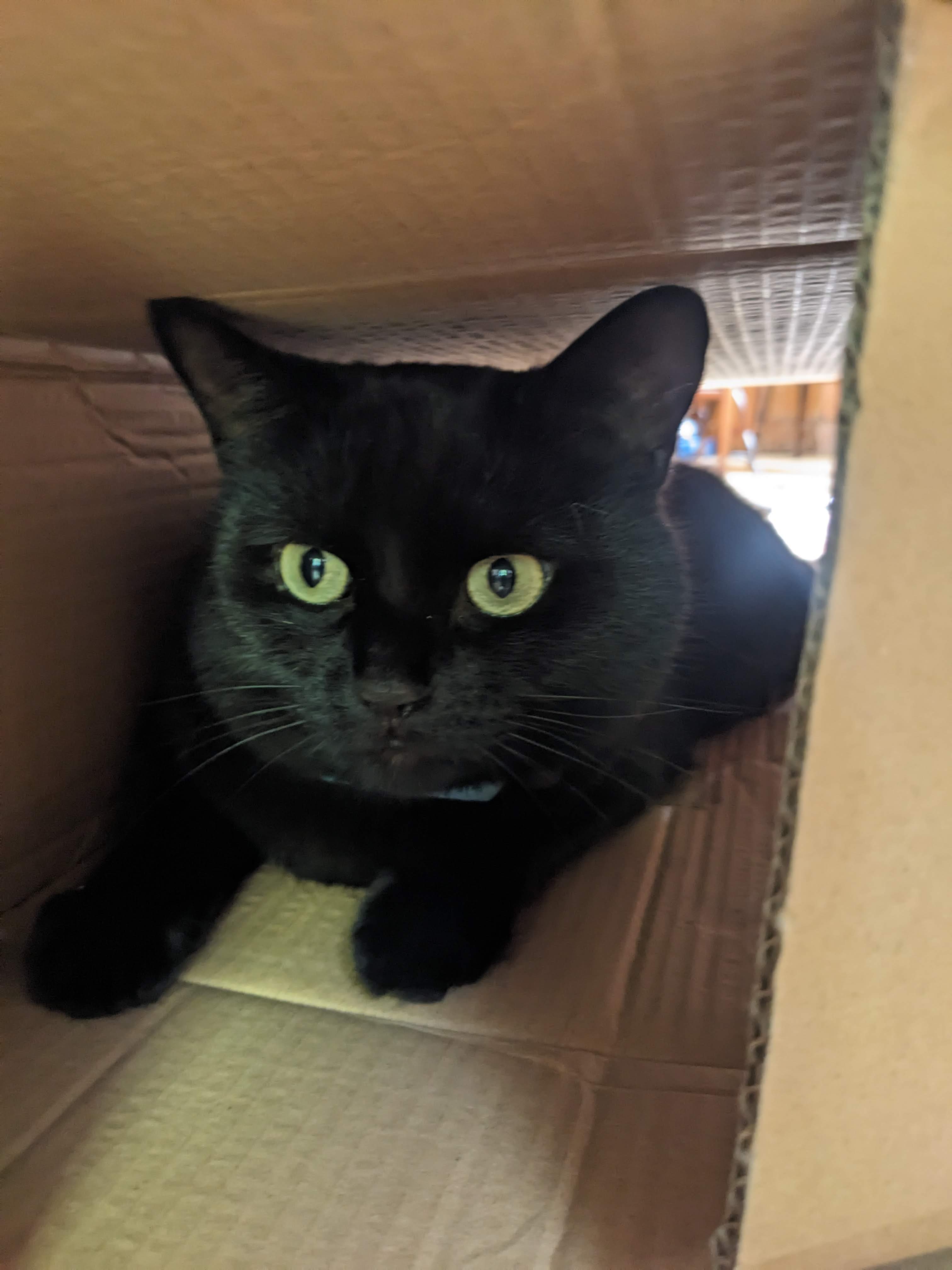 Dusty in a box