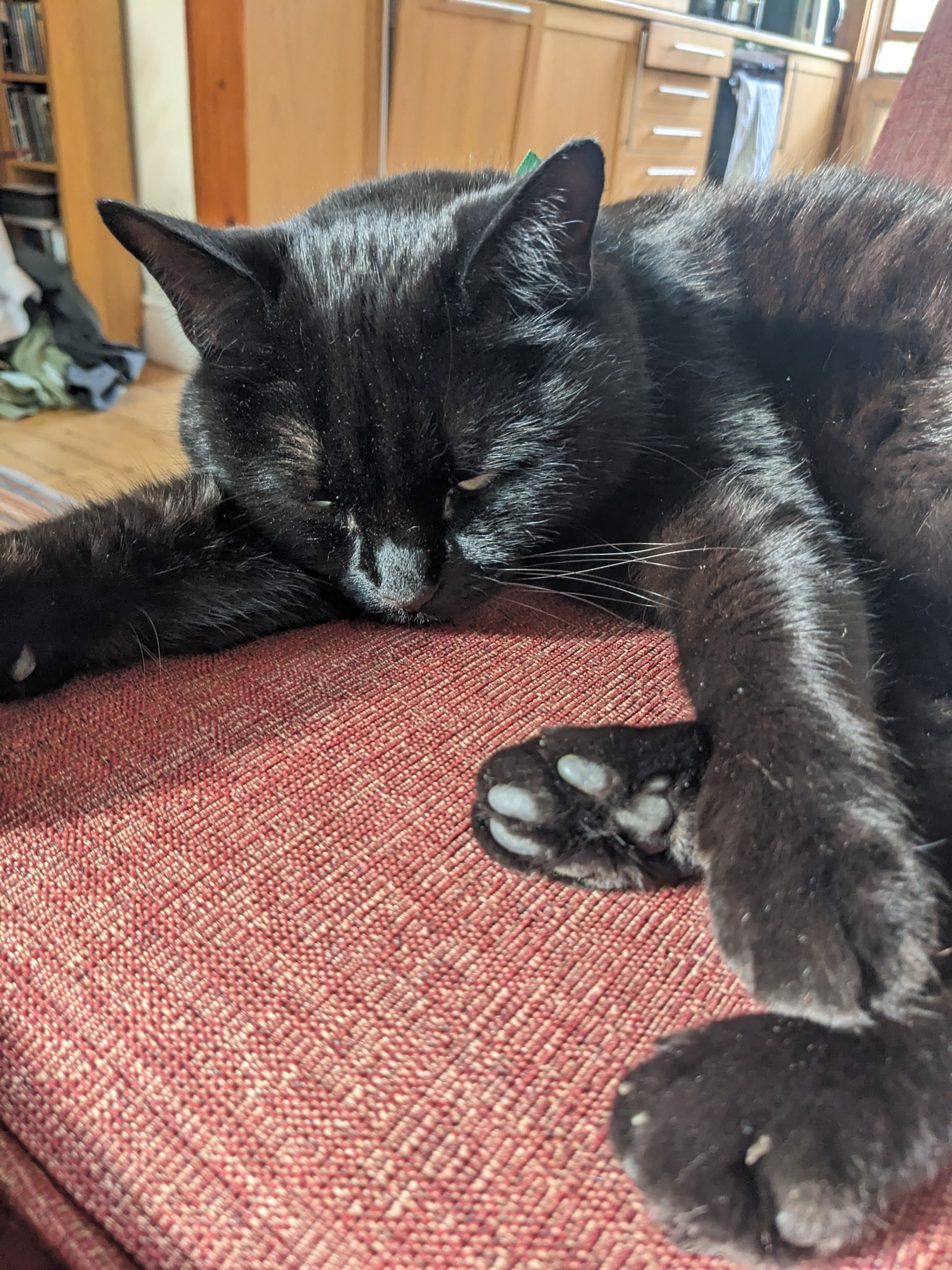 Dusty on the sofa